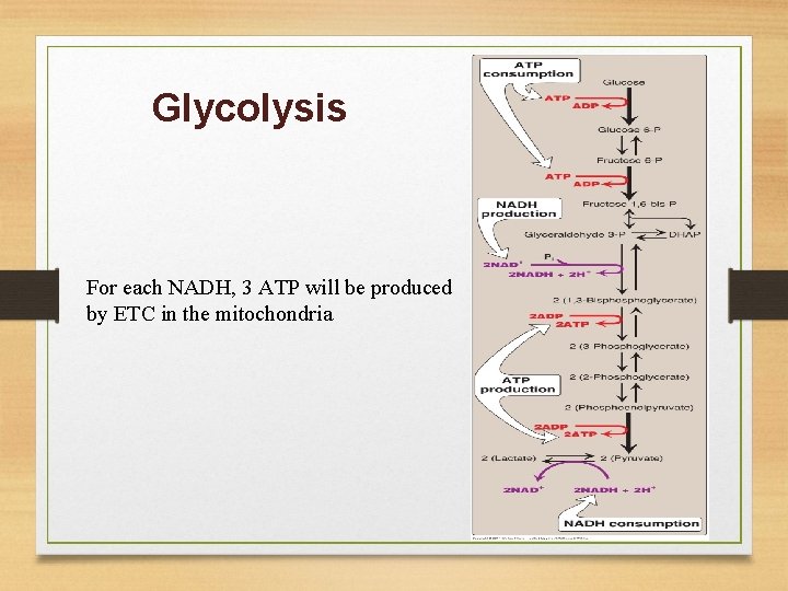 Glycolysis For each NADH, 3 ATP will be produced by ETC in the mitochondria