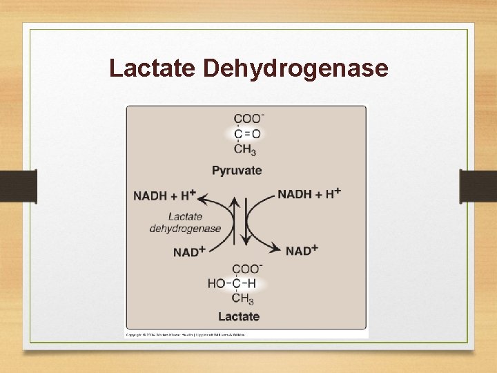 Lactate Dehydrogenase 