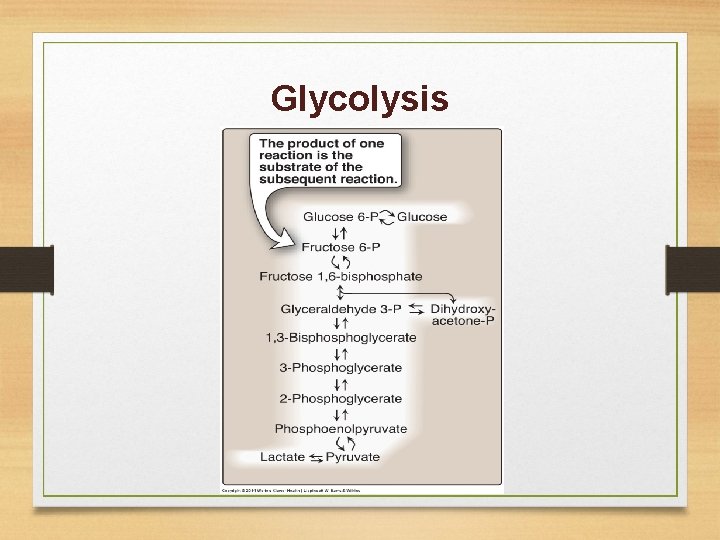 Glycolysis 