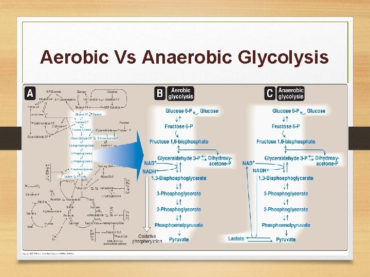Aerobic Vs Anaerobic Glycolysis 