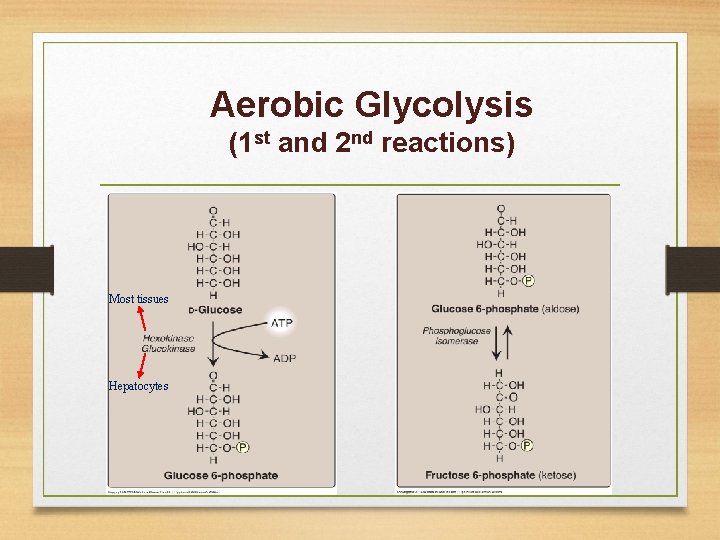 Aerobic Glycolysis (1 st and 2 nd reactions) Most tissues Hepatocytes 