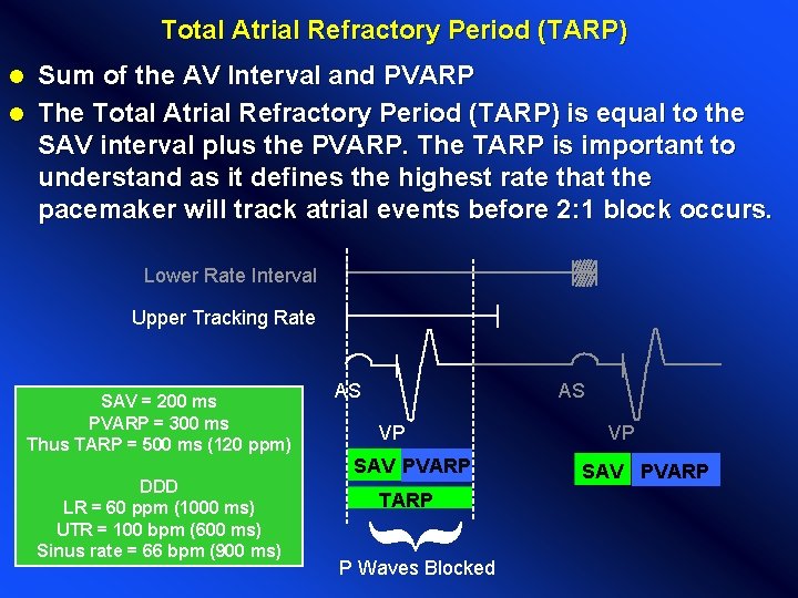 Total Atrial Refractory Period (TARP) Sum of the AV Interval and PVARP l The Total Atrial Refractory Period (TARP) Sum of the AV Interval and PVARP l The