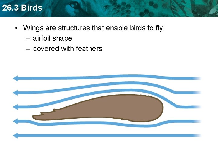 26. 3 Birds • Wings are structures that enable birds to fly. – airfoil