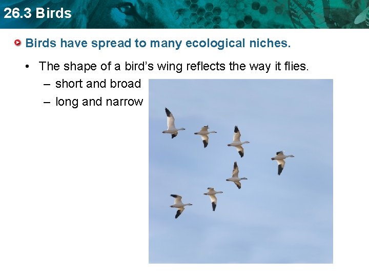 26. 3 Birds have spread to many ecological niches. • The shape of a