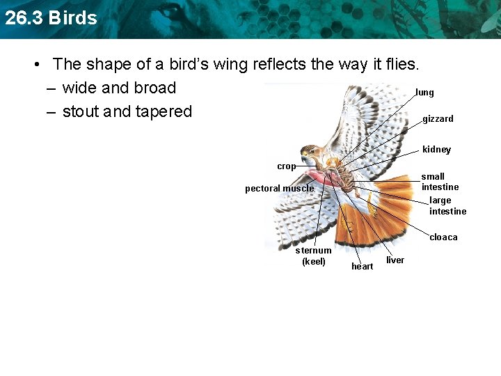 26. 3 Birds • The shape of a bird’s wing reflects the way it