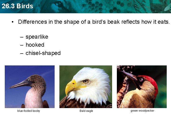 26. 3 Birds • Differences in the shape of a bird’s beak reflects how