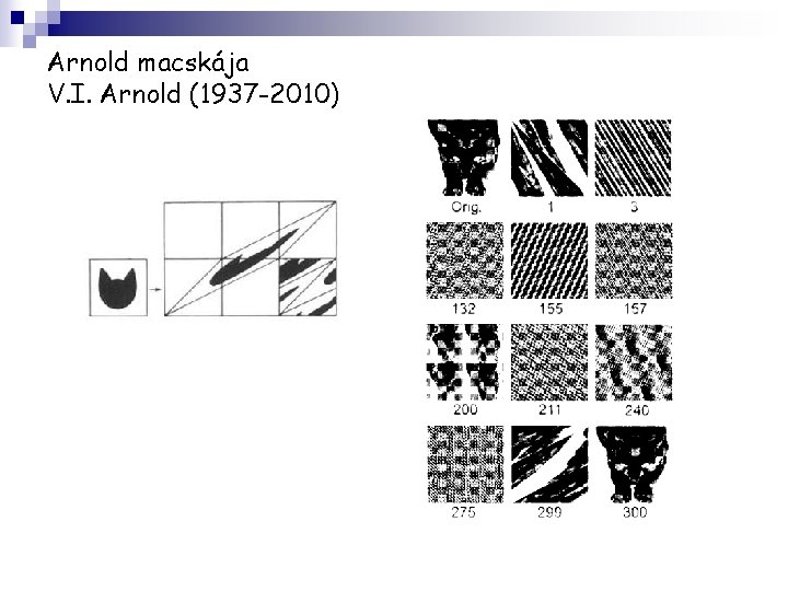 Arnold macskája V. I. Arnold (1937 -2010) 