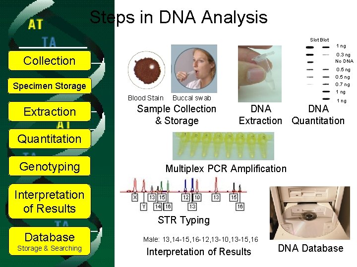 Steps in DNA Analysis Slot Blot 1 ng 0. 3 ng No DNA Collection
