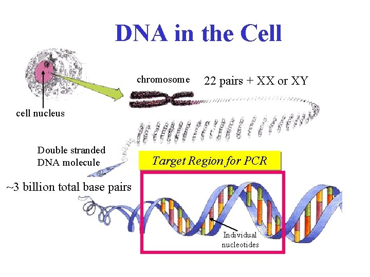 DNA in the Cell chromosome 22 pairs + XX or XY cell nucleus Double
