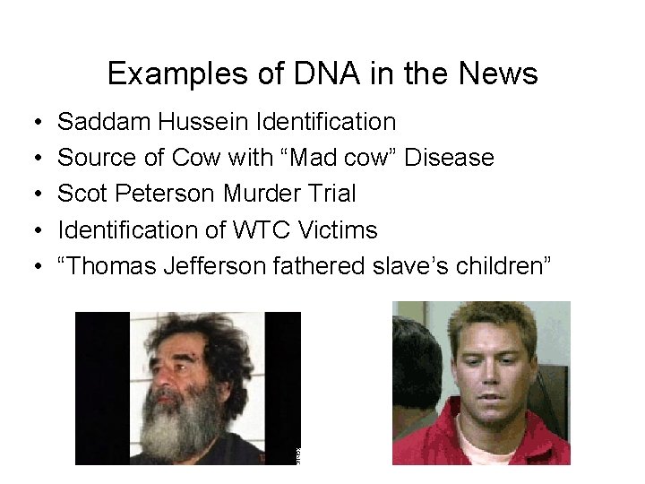 Examples of DNA in the News • • • Saddam Hussein Identification Source of