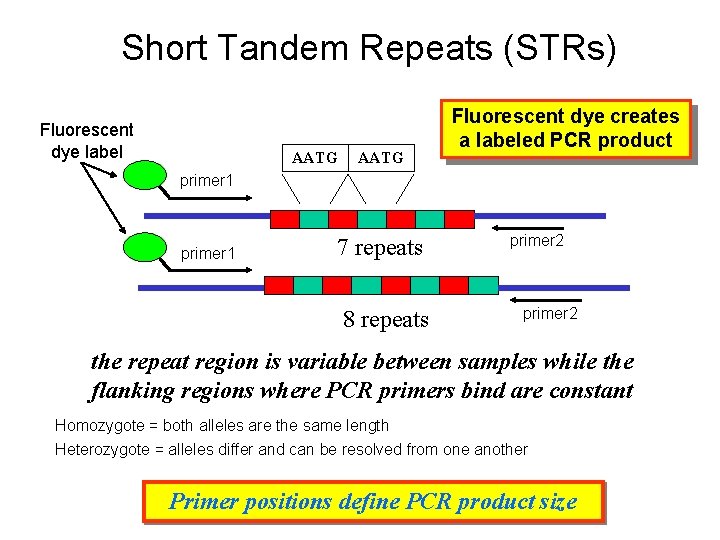 Short Tandem Repeats (STRs) Fluorescent dye label AATG Fluorescent dye creates a labeled PCR