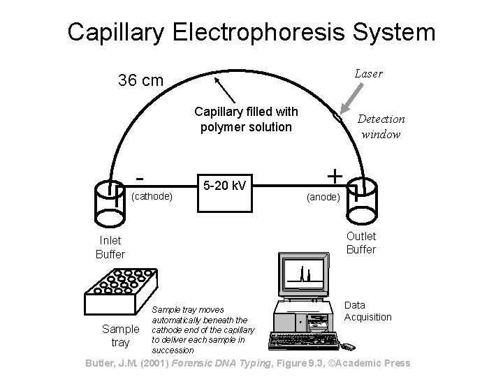 Capillary Electrophoresis System Laser 36 cm Capillary filled with polymer solution - (cathode) 5