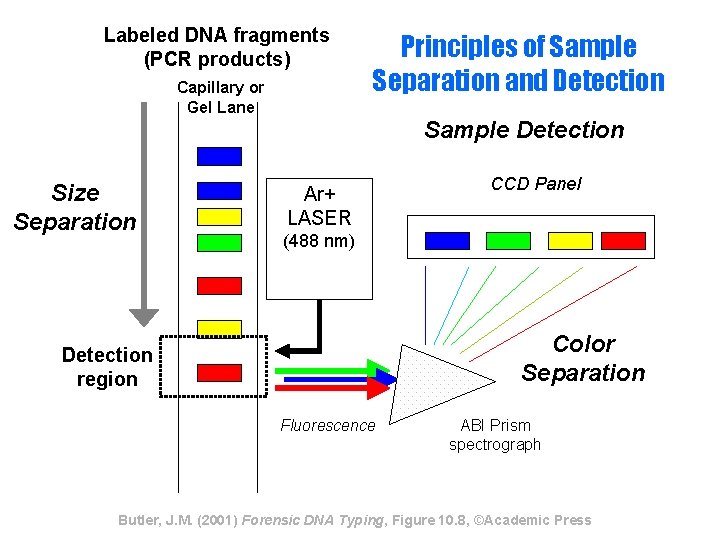 Labeled DNA fragments (PCR products) Capillary or Gel Lane Principles of Sample Separation and