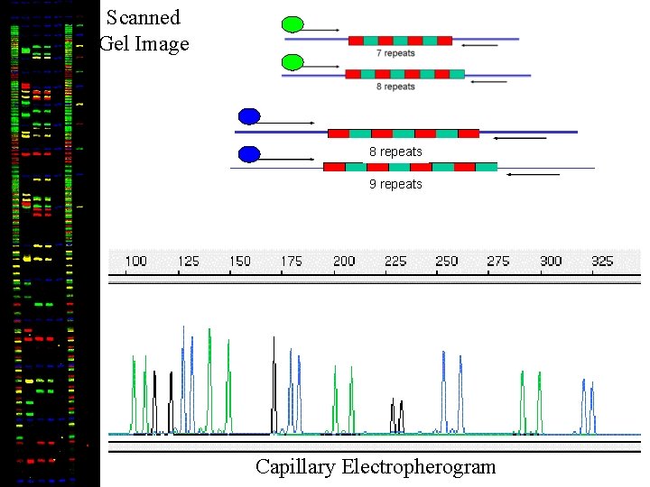 Scanned Gel Image 8 repeats 9 repeats Capillary Electropherogram 