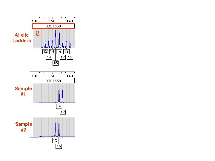 PCR Product Size (bp) loci Allelic Ladders 8 11 14 Sample #1 All heterozygous