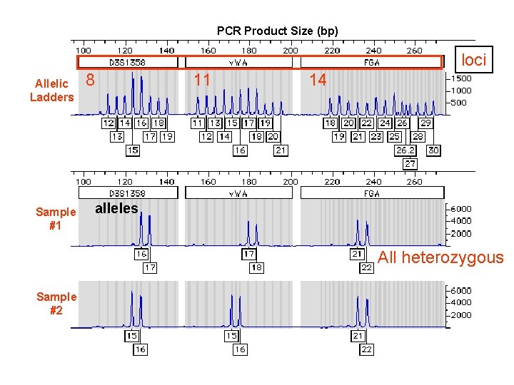 PCR Product Size (bp) loci Allelic Ladders Sample #1 8 11 14 alleles All