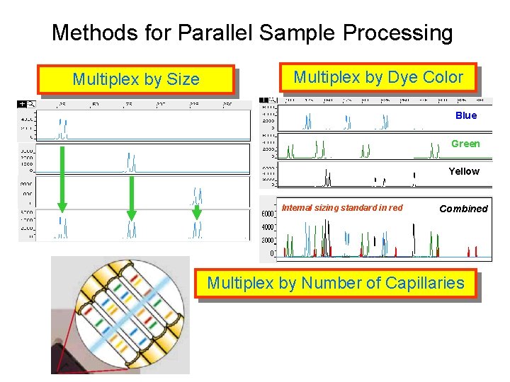 Methods for Parallel Sample Processing Multiplex by Size Multiplex by Dye Color Blue Green