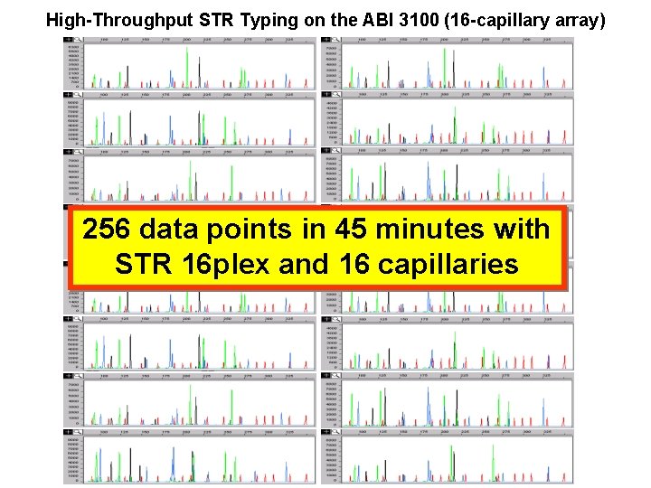 High-Throughput STR Typing on the ABI 3100 (16 -capillary array) 256 data points in