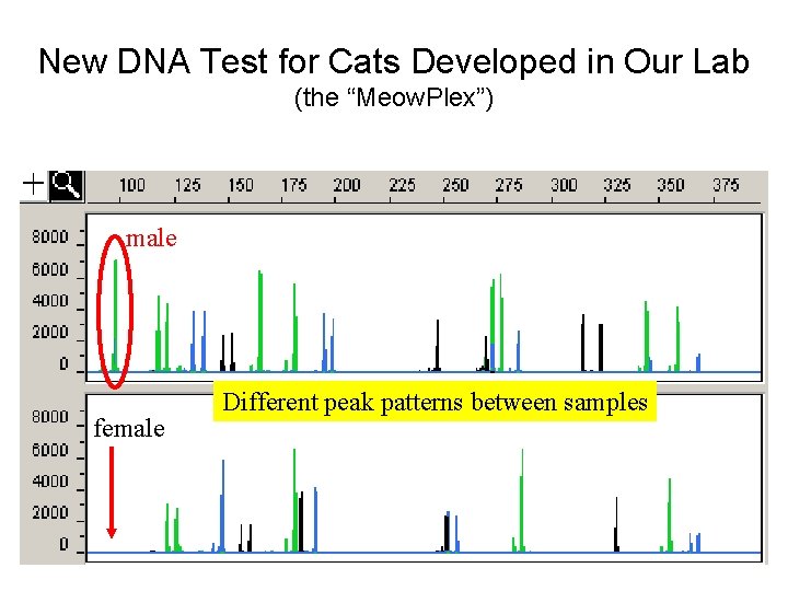 New DNA Test for Cats Developed in Our Lab (the “Meow. Plex”) male female