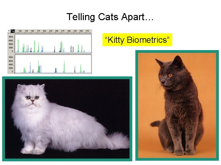 Telling Cats Apart… “Kitty Biometrics” 