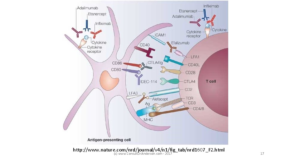 http: //www. nature. com/nrd/journal/v 4/n 1/fig_tab/nrd 1607_F 2. html (c) www. Consult. Dr. Anderson.