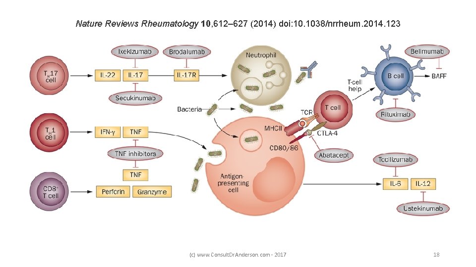 Nature Reviews Rheumatology 10, 612– 627 (2014) doi: 10. 1038/nrrheum. 2014. 123 (c) www.