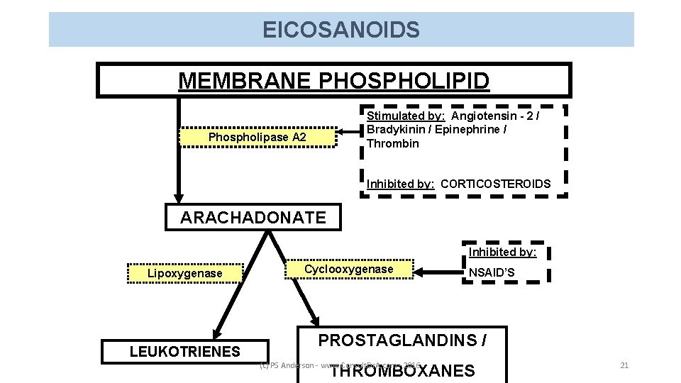 EICOSANOIDS MEMBRANE PHOSPHOLIPID Stimulated by: Angiotensin - 2 / Bradykinin / Epinephrine / Thrombin