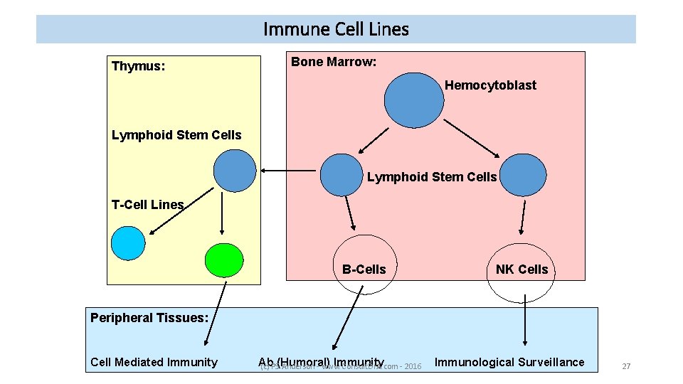 Immune Cell Lines Thymus: Bone Marrow: Hemocytoblast Lymphoid Stem Cells T-Cell Lines B-Cells NK