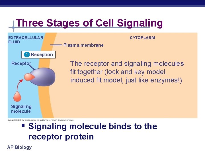 Three Stages of Cell Signaling EXTRACELLULAR FLUID CYTOPLASM Plasma membrane 1 Reception Receptor The
