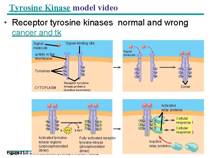 Tyrosine Kinase model video • Receptor tyrosine kinases normal and wrong cancer and tk