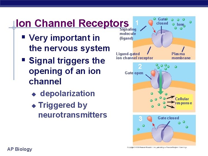 Ion Channel Receptors § Very important in 1 Gate closed Ions Signaling molecule (ligand)