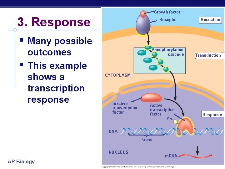 Growth factor 3. Response Receptor Reception § Many possible § outcomes This example shows