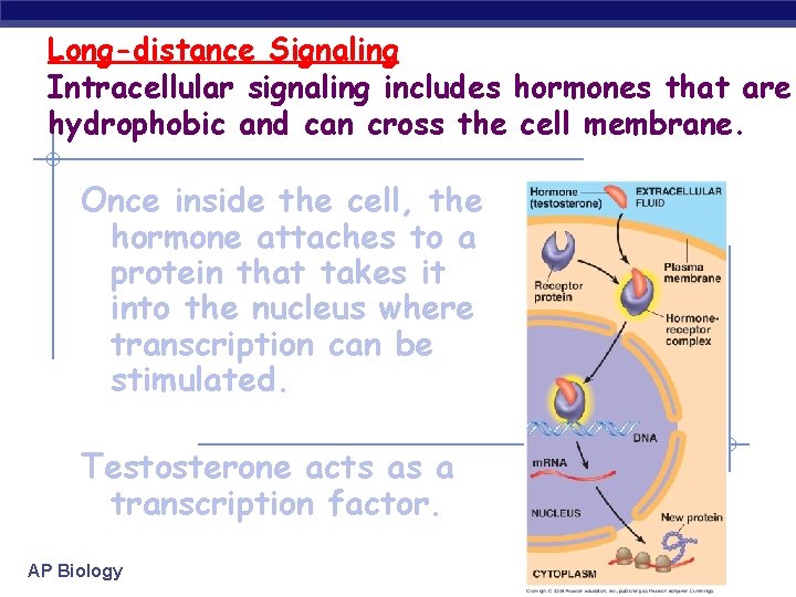 Long-distance Signaling Intracellular signaling includes hormones that are hydrophobic and can cross the cell