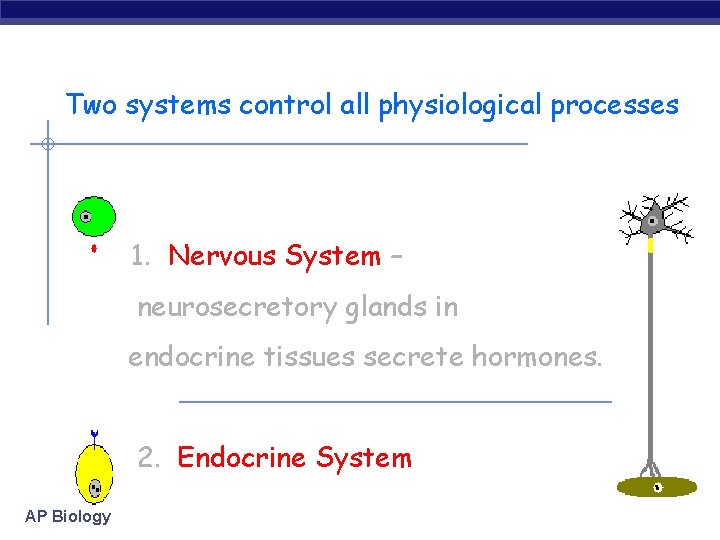Two systems control all physiological processes 1. Nervous System – neurosecretory glands in endocrine