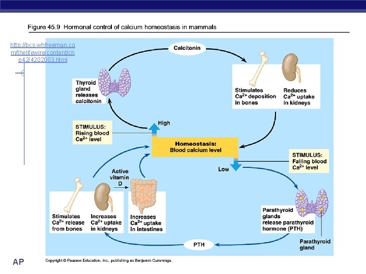 http: //bcs. whfreeman. co m/thelifewire/content/ch p 42/4202003. html AP Biology 