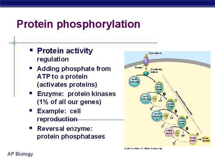 Protein phosphorylation § Protein activity § § AP Biology regulation Adding phosphate from ATP