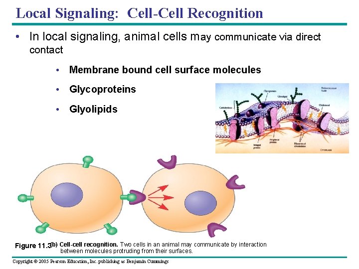 Local Signaling: Cell-Cell Recognition • In local signaling, animal cells may communicate via direct