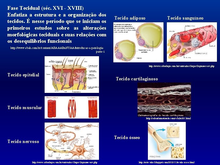 Fase Tecidual (séc. XVI - XVIII) Enfatiza a estrutura e a organização dos tecidos.