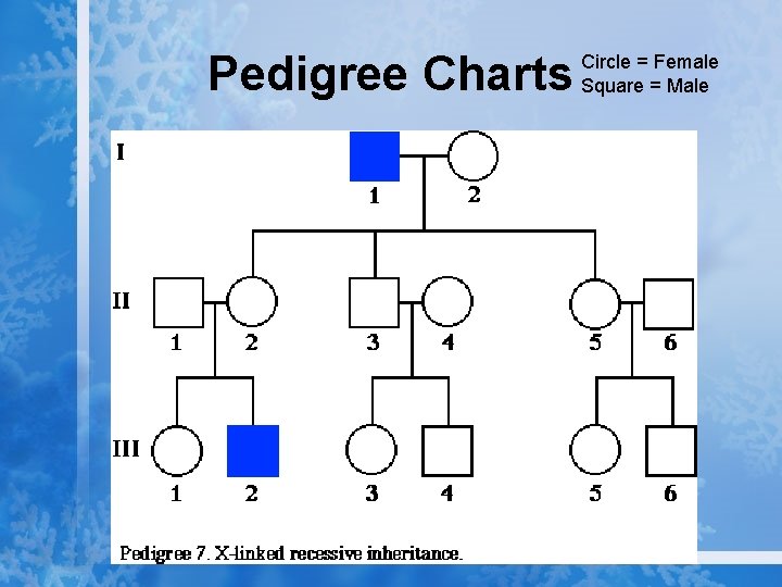 Pedigree Charts Circle = Female Square = Male 