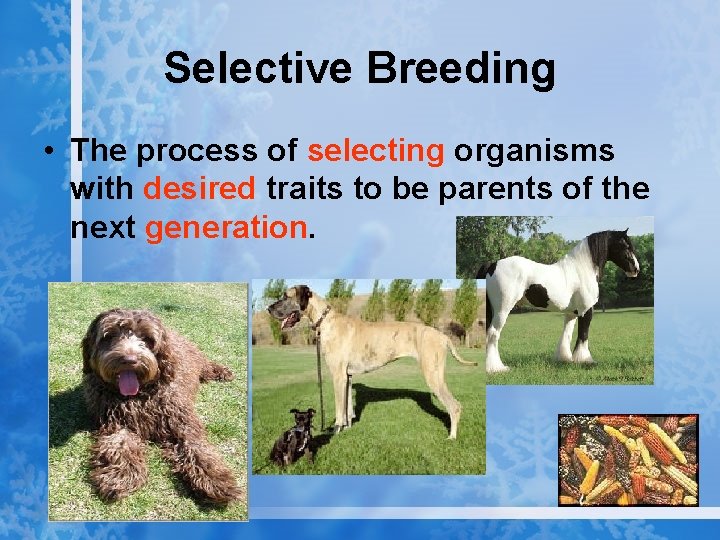 Selective Breeding • The process of selecting organisms with desired traits to be parents