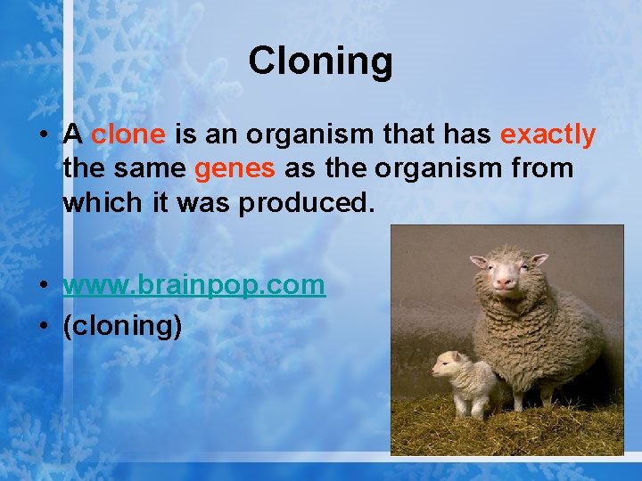 Cloning • A clone is an organism that has exactly the same genes as
