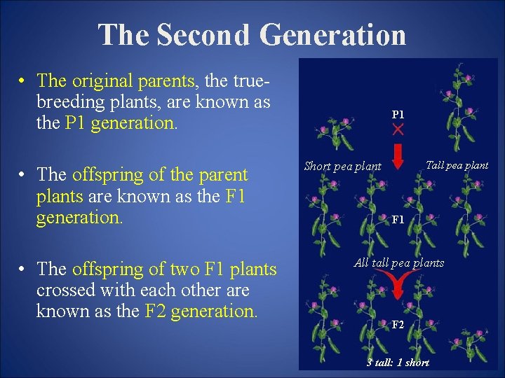 The Second Generation • The original parents, the truebreeding plants, are known as the