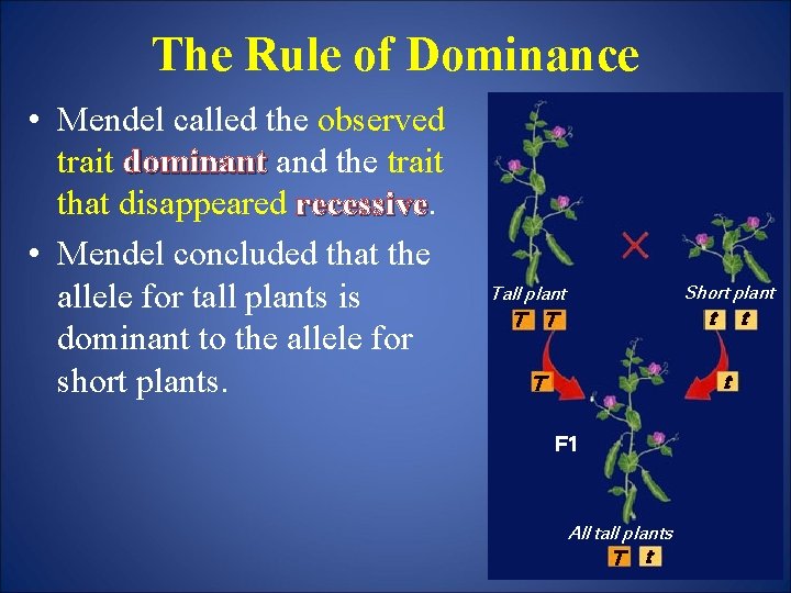The Rule of Dominance • Mendel called the observed trait dominant and the trait