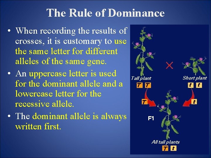 The Rule of Dominance • When recording the results of crosses, it is customary