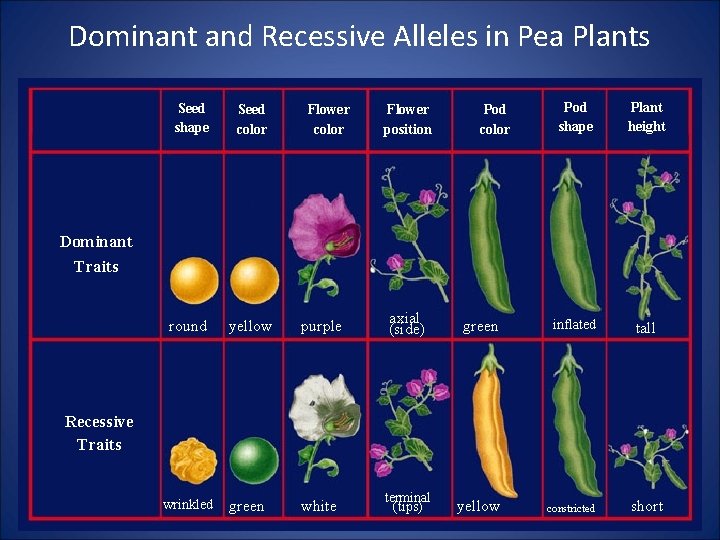Dominant and Recessive Alleles in Pea Plants Seed shape Seed color round yellow purple
