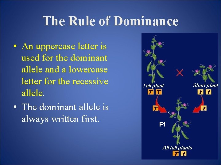 The Rule of Dominance • An uppercase letter is used for the dominant allele
