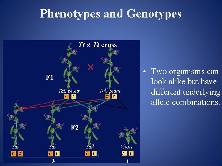 Phenotypes and Genotypes Tt ´ Tt cross • Two organisms can look alike but