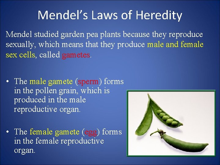 Mendel’s Laws of Heredity Mendel studied garden pea plants because they reproduce sexually, which