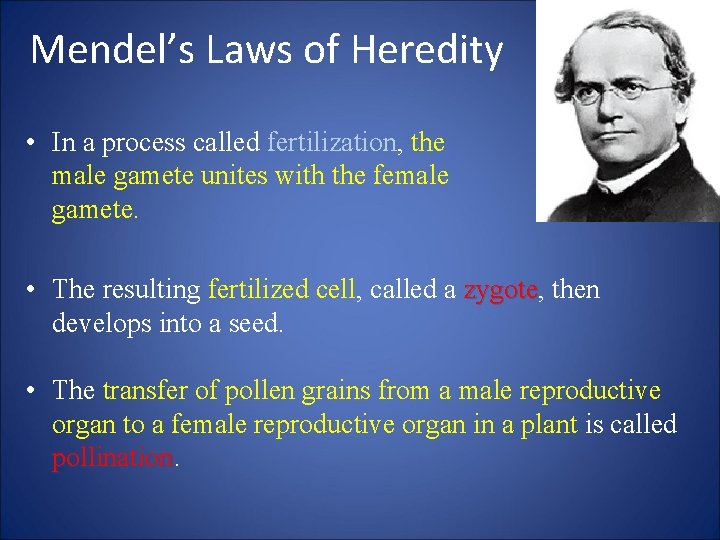 Mendel’s Laws of Heredity • In a process called fertilization, the male gamete unites