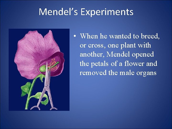 Mendel’s Experiments • When he wanted to breed, or cross, one plant with another,